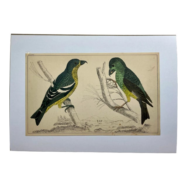 Antique Hand Colored Bird Print From England Showcasing Varieties of Cross-Bills - Circa 1870 For Sale