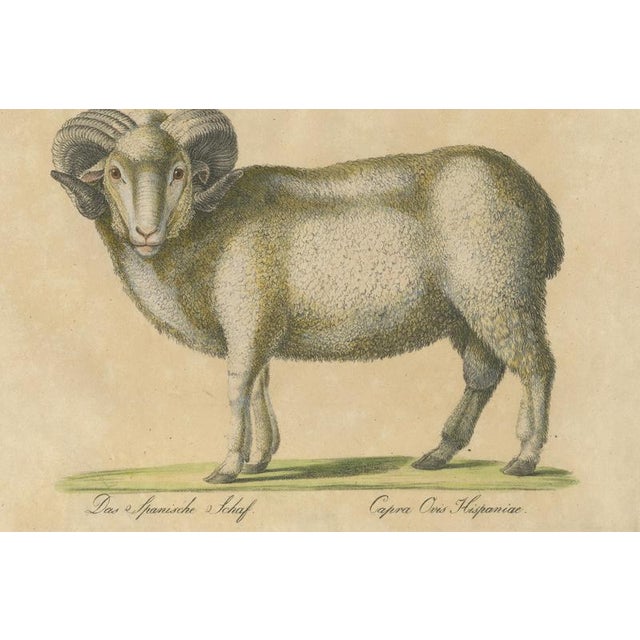 Brodtmann, Spanish Sheep, Ewe, Lamb & Ram, Lithograph, 1816 For Sale - Image 6 of 9