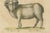 Brodtmann, Spanish Sheep, Ewe, Lamb & Ram, Lithograph, 1816 For Sale - Image 6 of 9