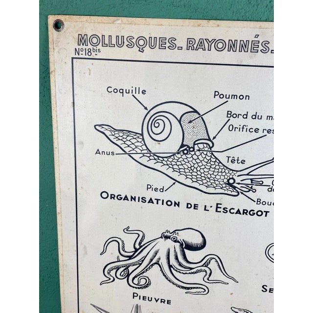 French Double-Sided Poster of Mollusks and Crustaceans For Sale - Image 11 of 18