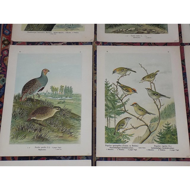 Antique 19th Century Large Folio Bird Lithographs - Set of 12 For Sale - Image 4 of 9