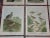 Antique 19th Century Large Folio Bird Lithographs - Set of 12 For Sale - Image 4 of 9