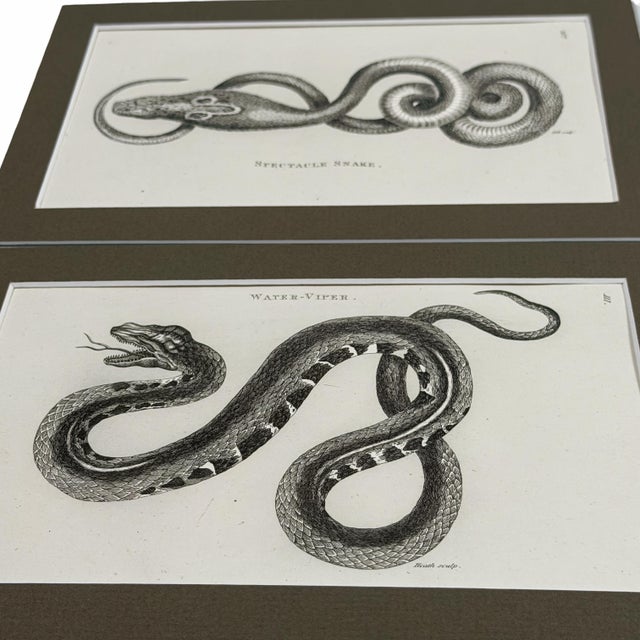 Early 19th Century Early 19th-Century Snake Gallery | Seba & Shaw Engravings, Matted Trio - Set of 3 For Sale - Image 5 of 6