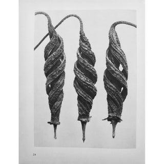 1935 Karl Blossfeldt Two-Sided Photogravure N23-24 For Sale