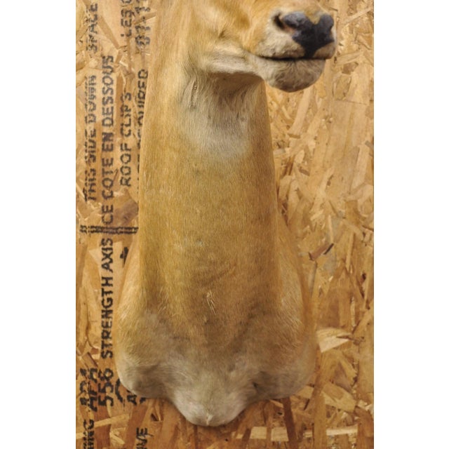 Vintage African Impala Shoulder Mount Wall Taxidermy Man Cave Lodge Home Decor For Sale - Image 12 of 18