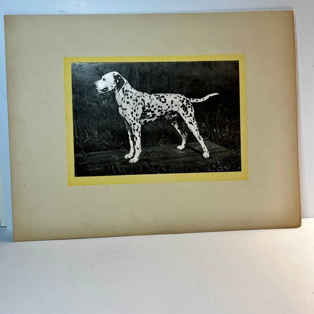 American 1930s Vintage Dalmatian Dog Print For Sale - Image 3 of 4