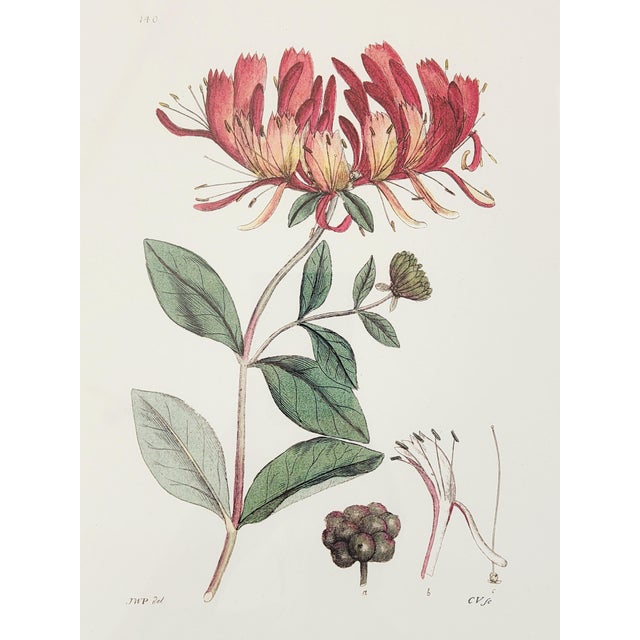 Botanical Prints by Shadow Catchers-Set of 4 For Sale In New York - Image 6 of 17