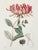 Botanical Prints by Shadow Catchers-Set of 4 For Sale In New York - Image 6 of 17
