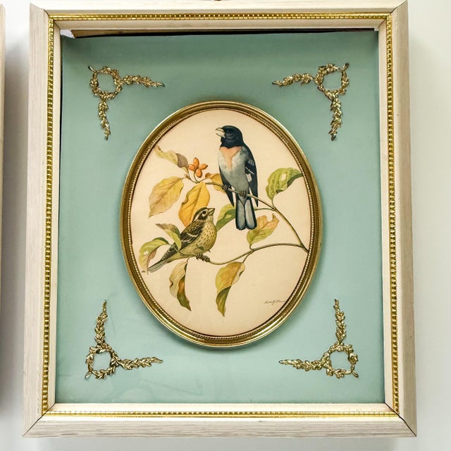 English Vintage Pair of Rudolf Freund Bird Study Botanical Prints in Custom Shadow Box Frames For Sale - Image 3 of 11