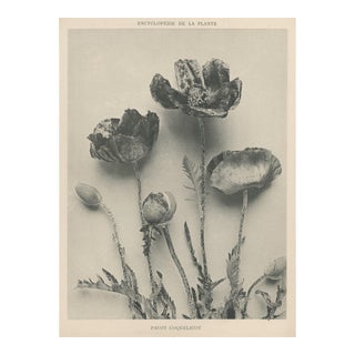 1904 Antique French Photographic Botanical-Poppy, With Documentation For Sale