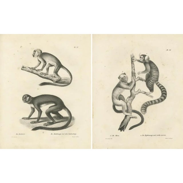 Carel Christiaan Antony Last, Saimiri, Night Monkey, Mico and Silky Monkey, 1836, Lithographs on Paper, Set of 2 For Sale - Image 4 of 6