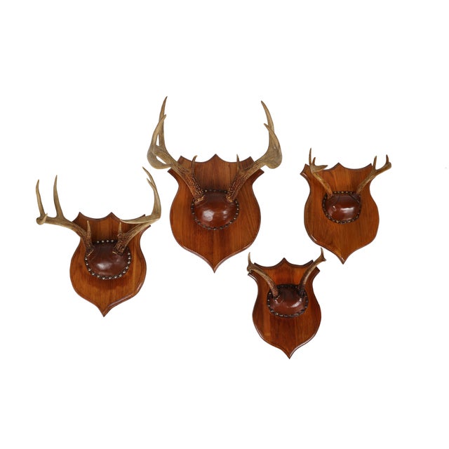 Nice set of 4 vintage authentic deer antlers, adorned with brown leather and brass tack accents, mounted on wooden...