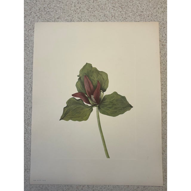 Giant Trillium Beautiful two page botanical color print pair from a very fine 19th C. archive. 11" x 14", unframed. Crisp...