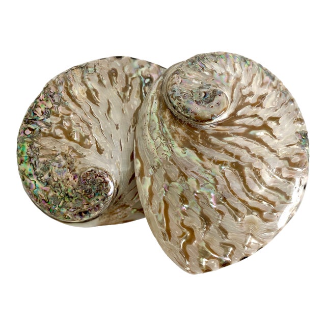 Rare Polished Pale Pink Abalone Shell For Sale