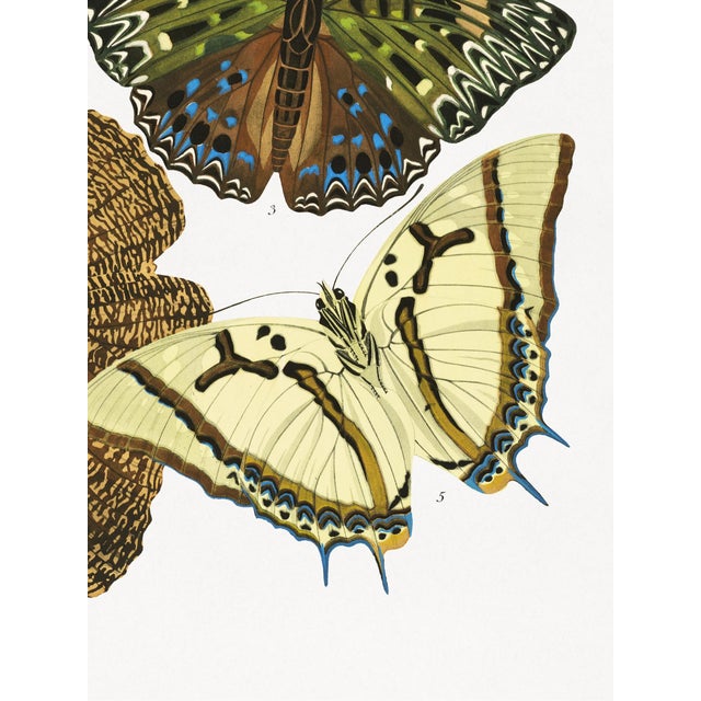 Not Yet Made - Made To Order Butterflies, Plate 12 (E. A. Séguy), Vintage Art Print Reproduction, 18" × 24" For Sale - Image 5 of 6