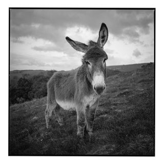 Paul Cooklin, Barnaby, Edition of 50 For Sale