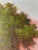 Oil Painting - Tuscany by Fabrizio Ferrari For Sale In New York - Image 6 of 12