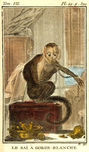Consigned Le Sai Gorge-Blanche "Monkey" Engraving C. 1780