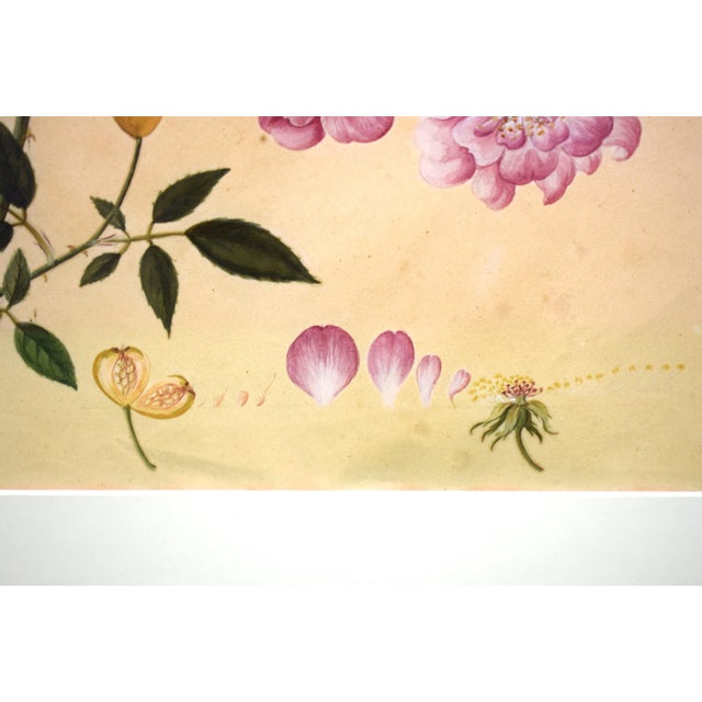 Chinese Monthly Rose Chinese Hand-Watercolour 19thc Painting For Sale - Image 3 of 5
