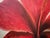 Modern Oil Painting - Fleur Rouge For Sale - Image 4 of 8
