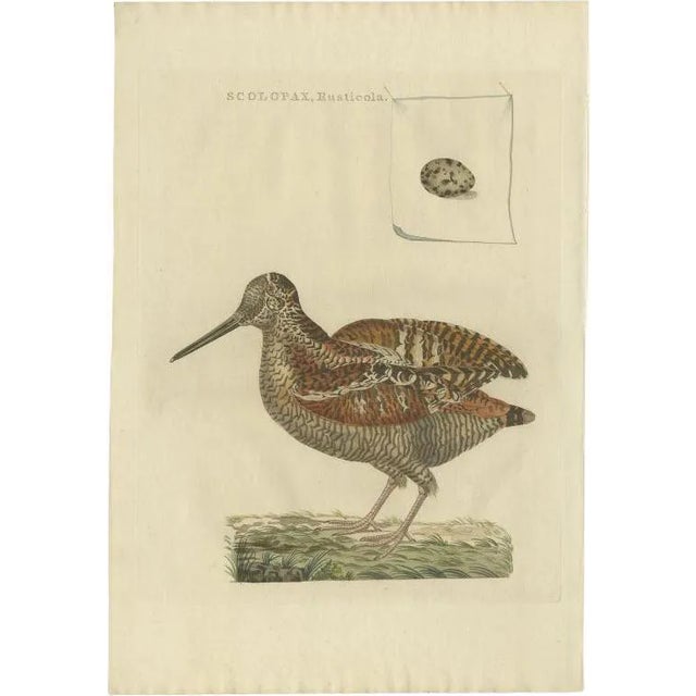 Sepp & Nozeman, Bird Illustration of the Eurasian Woodcock, 1797, Print For Sale