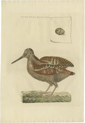 Sepp & Nozeman, Bird Illustration of the Eurasian Woodcock, 1797, Print