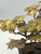 Mid-Century Brutalist Gilt Bronze Bonsai Tree Sculpture on Burl Wood Basee For Sale - Image 15 of 18