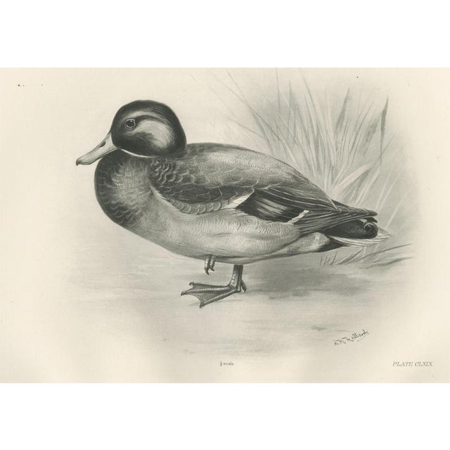 After Lilian Medland, Dabbling Duck, 1909, Print For Sale - Image 12 of 12
