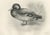 After Lilian Medland, Dabbling Duck, 1909, Print For Sale - Image 12 of 12