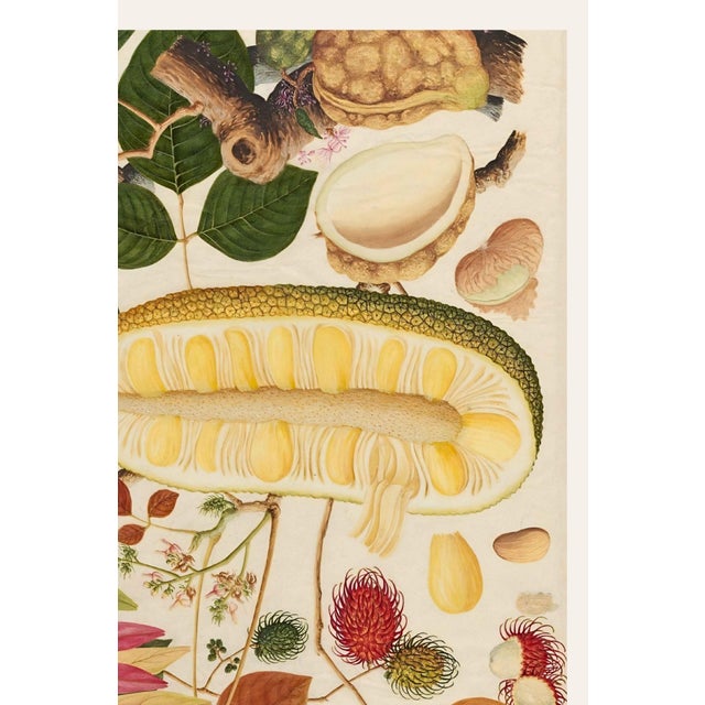 Paper Asian Tropical Fruit Botanical Plate 1, Giclée Art Print, 16" X 24" For Sale - Image 7 of 10