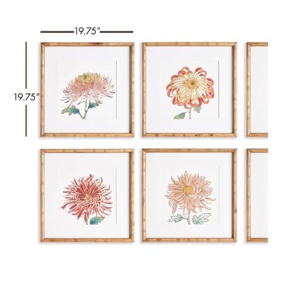 Illustration Colorful Chrysantehmum Prints - Set of 6 For Sale - Image 3 of 3