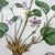 Ceramic Stunning Flora Danica 8 3/4” serving bowl // Royal Copenhagen Denmark // Viola Mirabilis L // hand painted luxury fine china // fine art For Sale - Image 7 of 10
