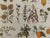 Color illustrated plate on medicinal plants (original), taken from an old encyclopedia from the 20th century. Signed...