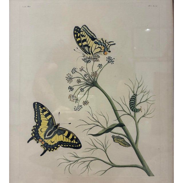 A beautifully detailed vintage natural history print featuring two vibrant yellow-and-black swallowtail butterflies among...