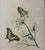 A beautifully detailed vintage natural history print featuring two vibrant yellow-and-black swallowtail butterflies among...