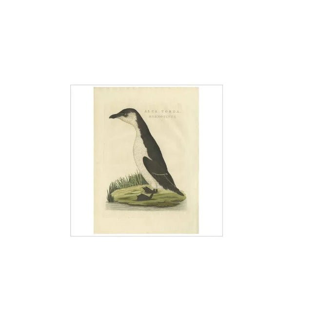 Sepp & Nozeman, Young Puffin, 1829, Paper For Sale - Image 4 of 5
