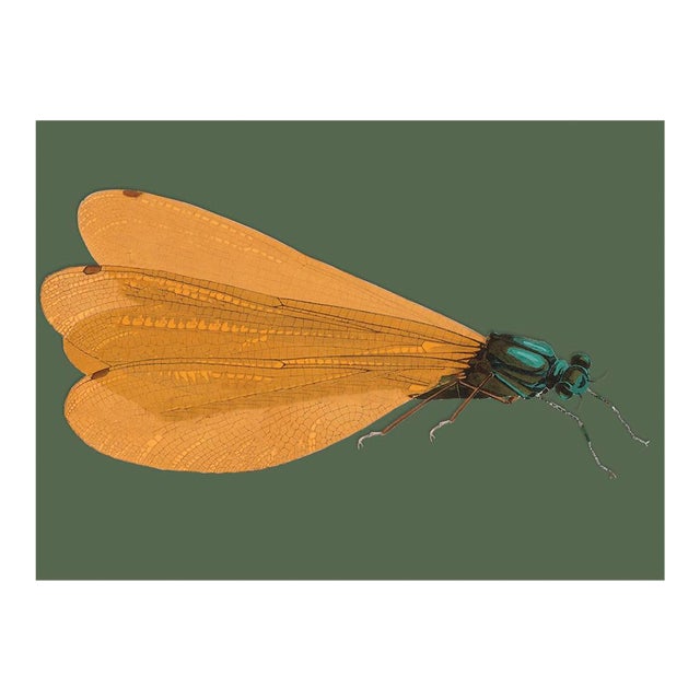 Bugs by Seguy #24 For Sale