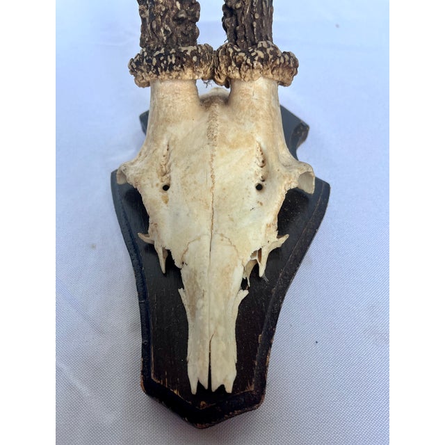 Brown Vintage 1973 German Roe Deer Antler Mount With Matching Jawbone For Sale - Image 8 of 14