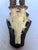 Brown Vintage 1973 German Roe Deer Antler Mount With Matching Jawbone For Sale - Image 8 of 14