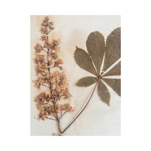 Broad, palmate leaves pressed with care, each vein preserved like a tiny road map of the tree’s summer life. Collected in...