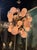 The Murano Glass Pink Cloud Chandelier is a stunning lighting fixture that adds a touch of elegance to any room. Made with...
