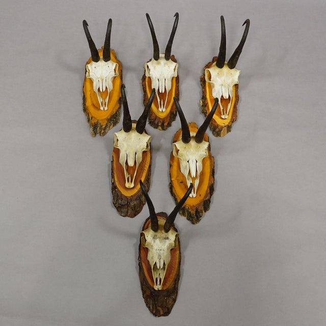 Vintage Collection of Six Chamois Trophies on Wooden Plaques, Germany Ca. 1960s For Sale - Image 4 of 7