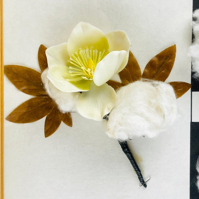 Vintage School Education Display Die Baumwolle (Cotton) by Josef Galler, Germany, 1960s For Sale - Image 9 of 14