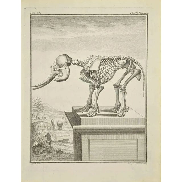 Small Elephant Skeleton is an Etching Realized by J.-B. Guélard in 1771. It Belongs to the suite "Natural, general and...