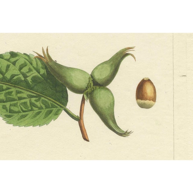 Botanical Print: Common & Spanish Hazelnut, Le Jardin Fruitier, 1821 This captivating botanical print features two...