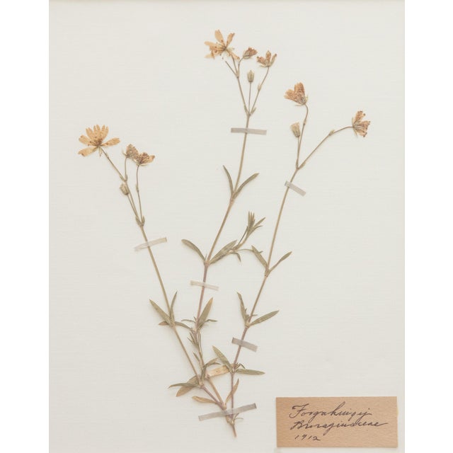 Wood Custom Framed Antique Swedish Botanical Herbariums, 1912 - Set of 4 For Sale - Image 7 of 13