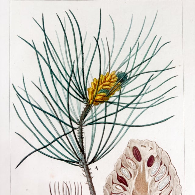 Antique "Conifères" Framed Botanical Etched Illustration, 1800's French Pine Tree Art For Sale - Image 11 of 14