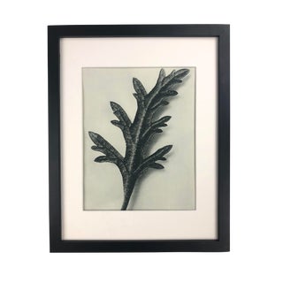 Framed Antique Botanical Blossfeldt Print - No. 39 For Sale