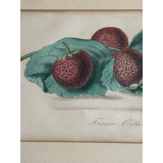 Printmaking Materials 1860 French Botanical Lithograph ‘Fraise Octave’ – Hand Colored Strawberry Plate For Sale - Image 7 of 9