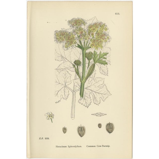 Sowerby, Botanical Herbs: Green Umbellifers, 1902, Prints, Set of 4 For Sale - Image 9 of 10